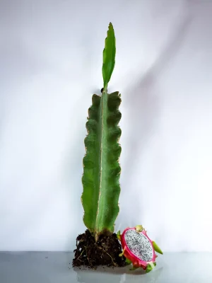 AnyConv.com__Planta blanca
